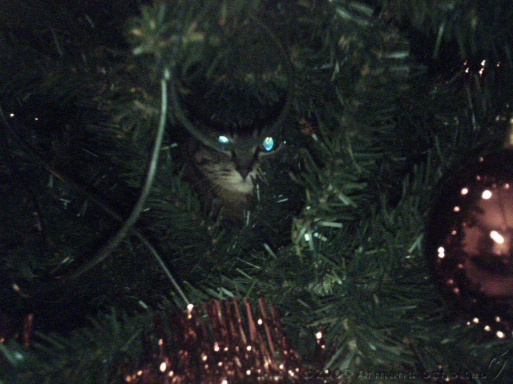 2005-01-02_Caressa_in_de_kerstboom_2.jpg