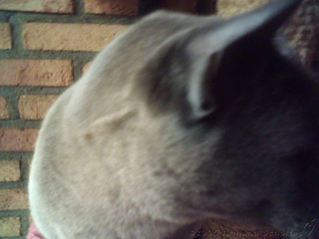 2005-07-04_Toto_~_01.jpg