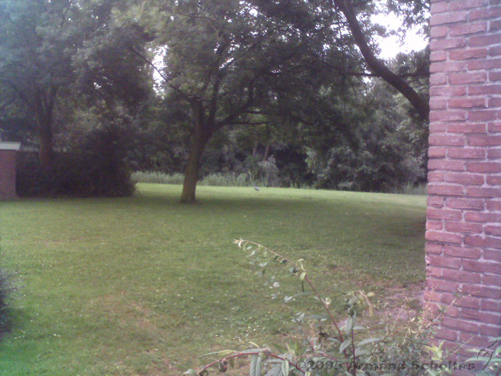 2005-07-29_Reigers_aan_de_maasstraat.jpg