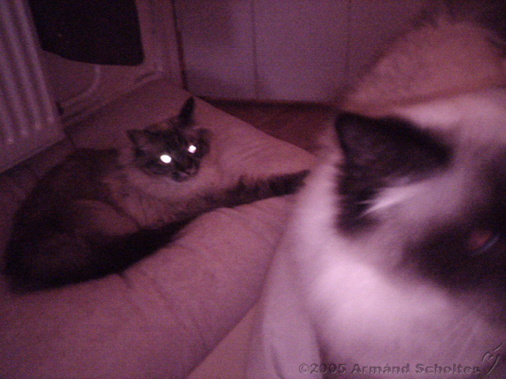 2005-10-14_Katten_van_Yvette_02.jpg