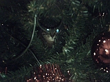 2005-01-02_Caressa_in_de_kerstboom_2