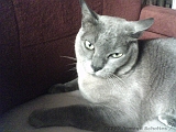 2005-07-04_Toto_~_03