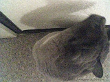 2005-07-04_Toto_~_04