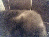 2005-07-04_Toto_~_06
