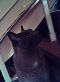 2005-09-11_Toto