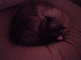 2005-10-14_Katten_van_Yvette_01
