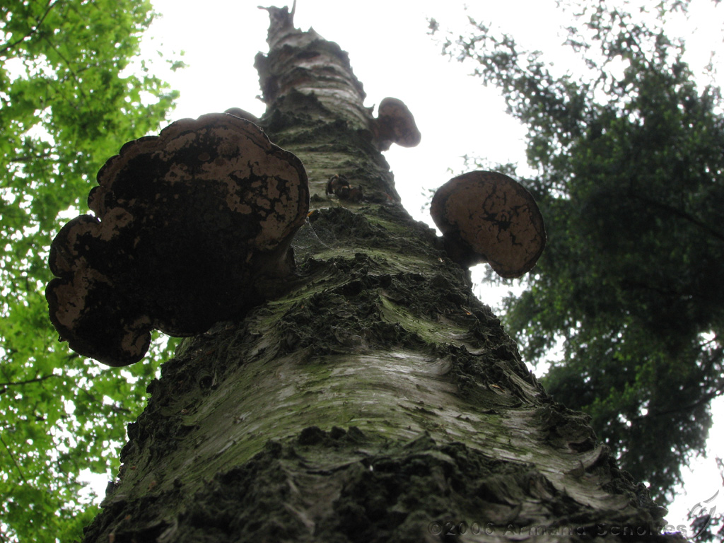 Holterberg_007.jpg