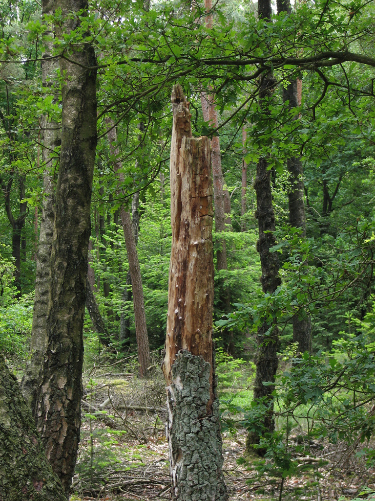 Holterberg_009.jpg