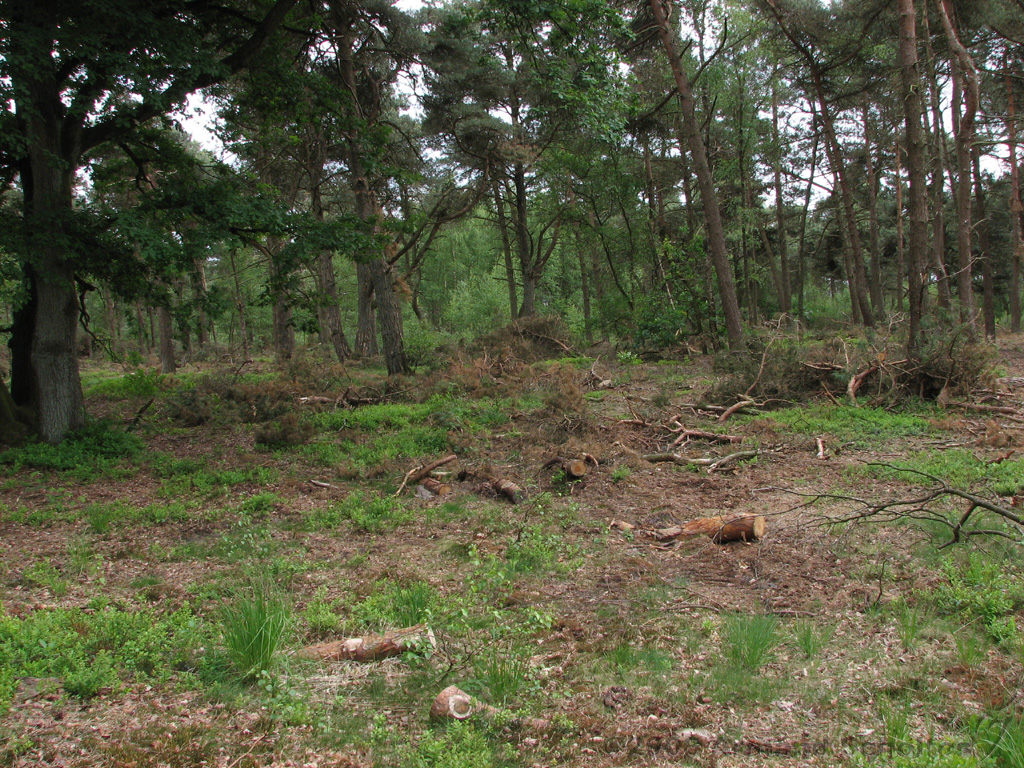 Holterberg_014.jpg