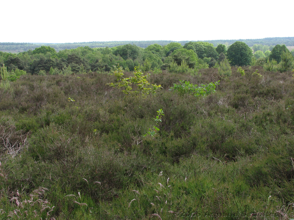 Holterberg_018.jpg
