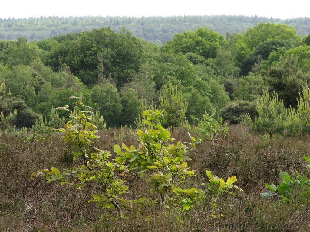 Holterberg_019.jpg