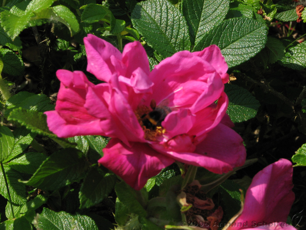 Bloemen_en_Planten_02.jpg