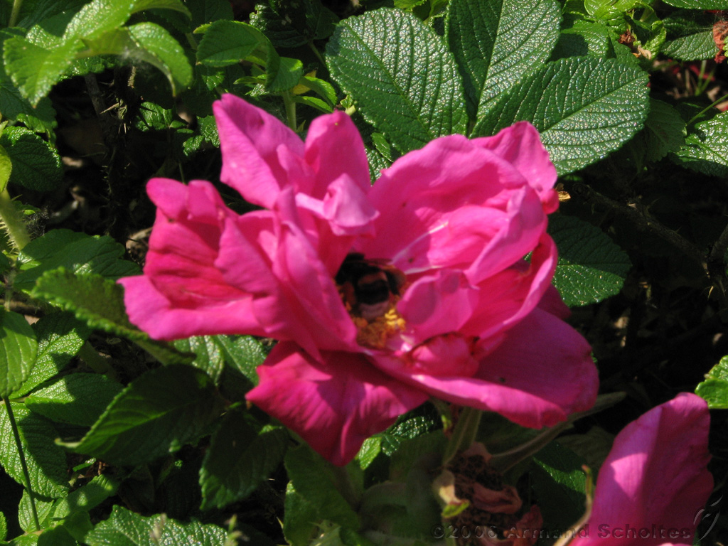 Bloemen_en_Planten_04.jpg