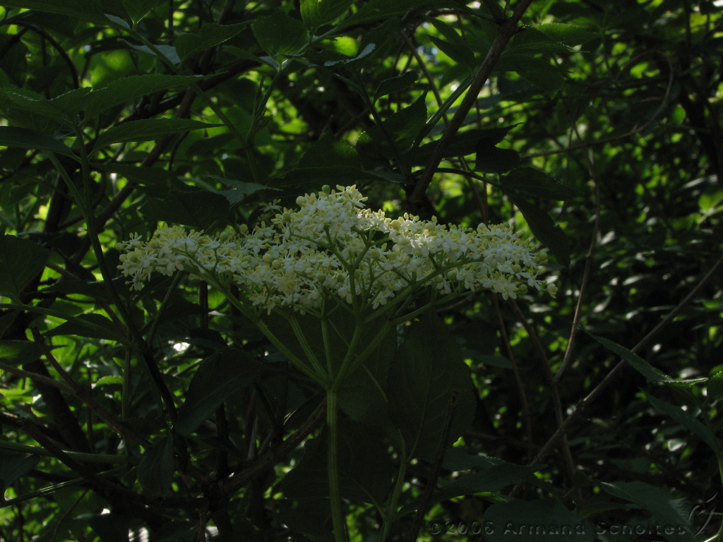 Bloemen_en_Planten_05.jpg