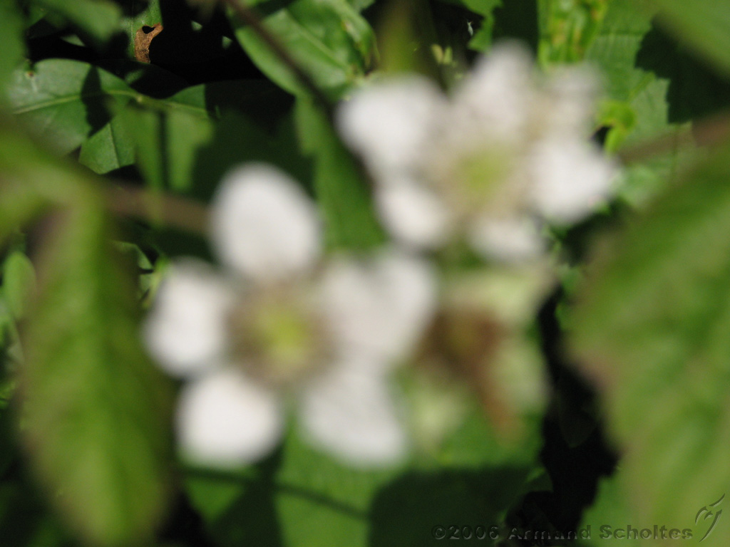 Bloemen_en_Planten_06.jpg