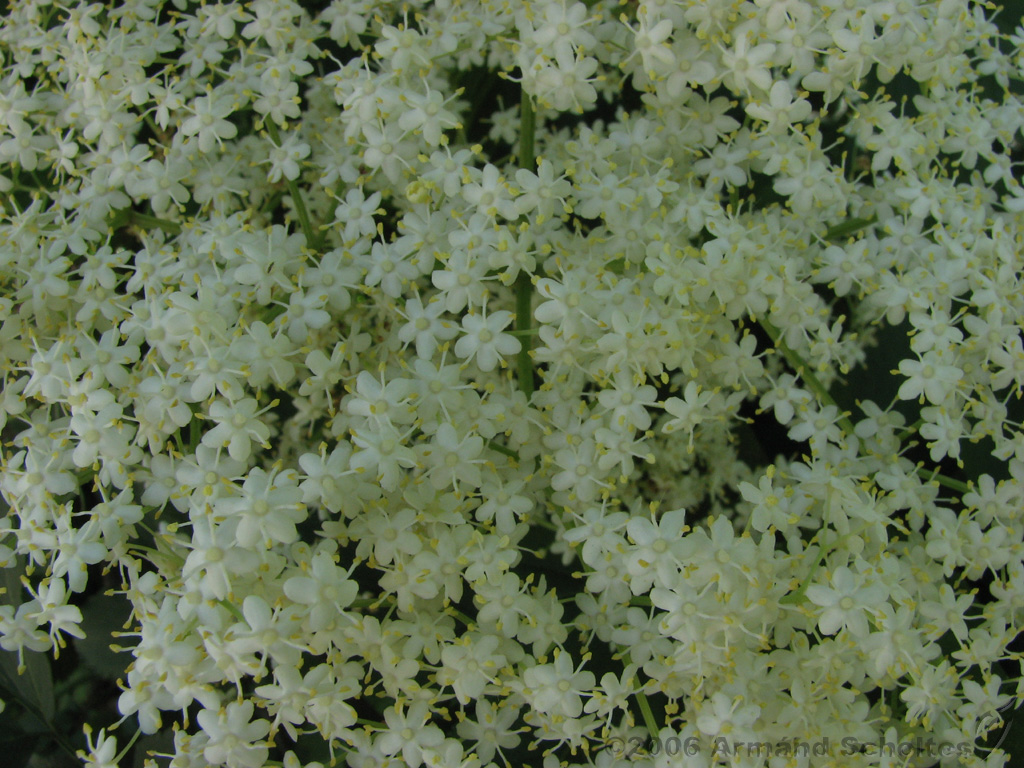 Bloemen_en_Planten_10.jpg