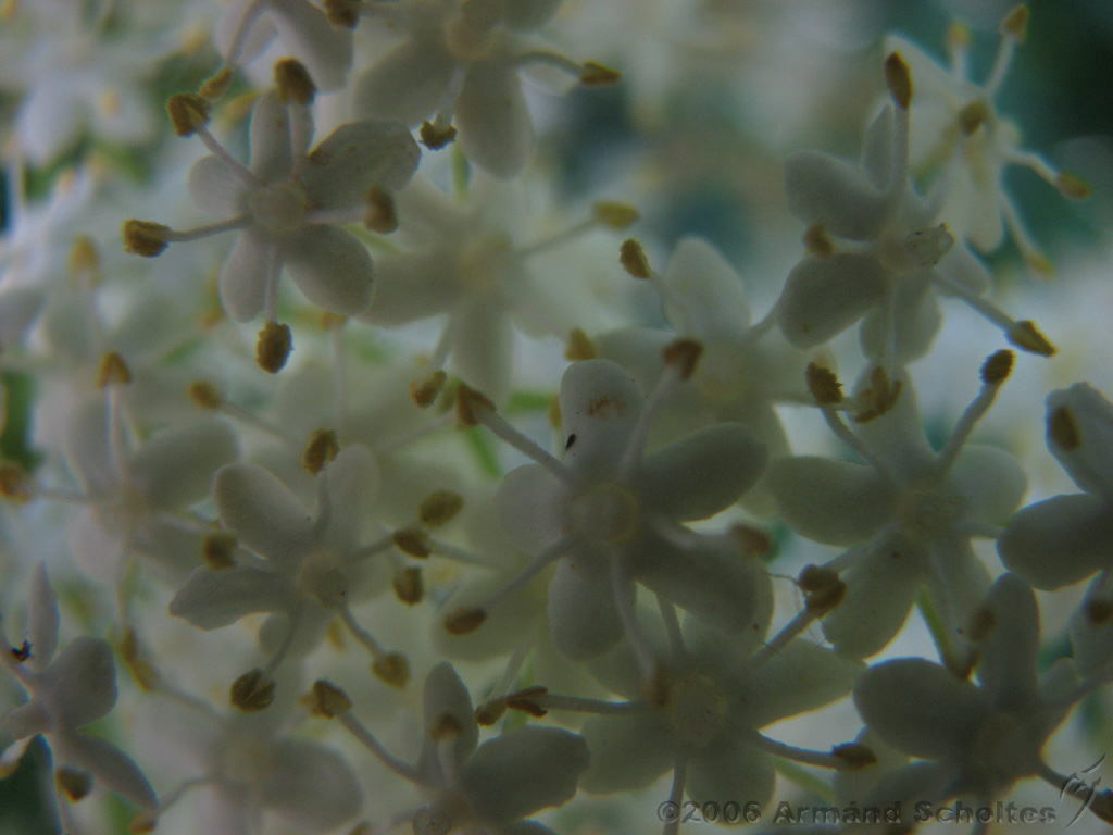 Bloemen_en_Planten_12.jpg