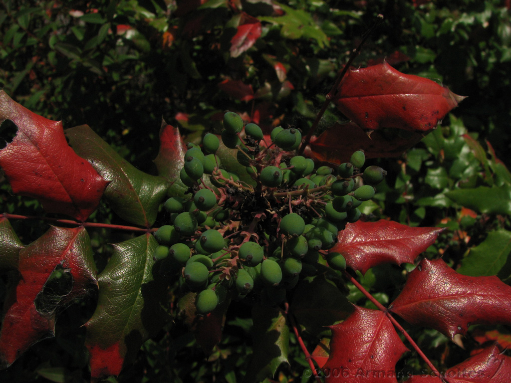 Bloemen_en_Planten_14.jpg