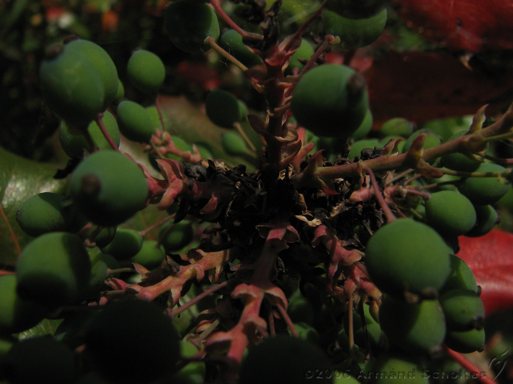Bloemen_en_Planten_15.jpg
