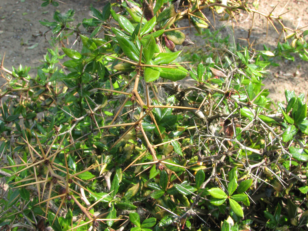 Bloemen_en_Planten_17.jpg