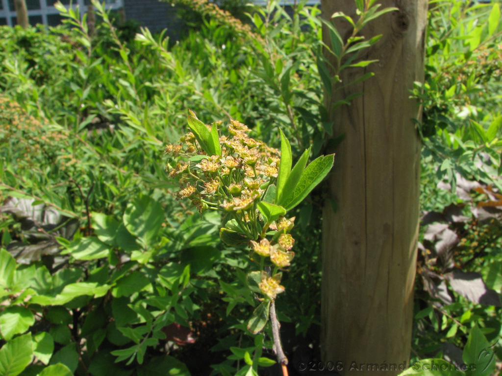 Bloemen_en_Planten_19.jpg