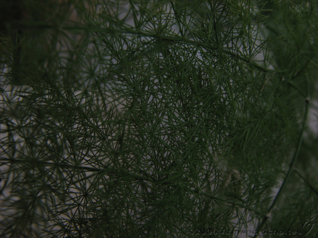 Bloemen_en_Planten_21.jpg