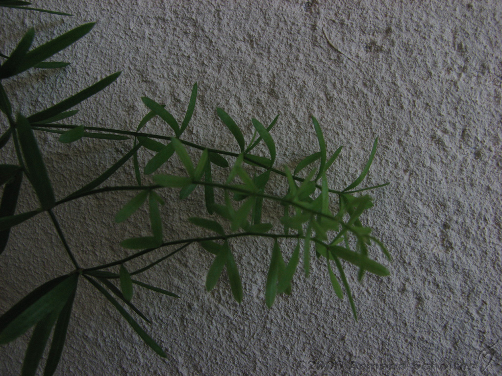 Bloemen_en_Planten_22.jpg
