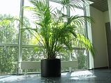 Bloemen_en_Planten_01