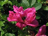Bloemen_en_Planten_02