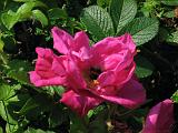 Bloemen_en_Planten_03