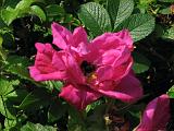 Bloemen_en_Planten_04