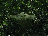 Bloemen_en_Planten_05
