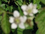 Bloemen_en_Planten_06