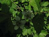 Bloemen_en_Planten_07