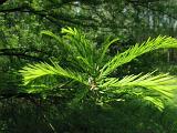 Bloemen_en_Planten_08