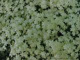 Bloemen_en_Planten_10