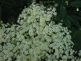Bloemen_en_Planten_11
