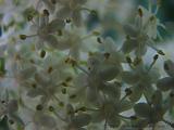 Bloemen_en_Planten_12