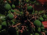 Bloemen_en_Planten_15