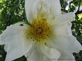Bloemen_en_Planten_16