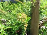 Bloemen_en_Planten_18