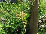Bloemen_en_Planten_19