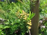 Bloemen_en_Planten_20