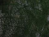 Bloemen_en_Planten_21