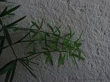 Bloemen_en_Planten_22