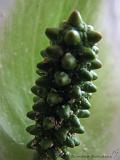 Bloemen_en_Planten_23