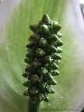 Bloemen_en_Planten_24
