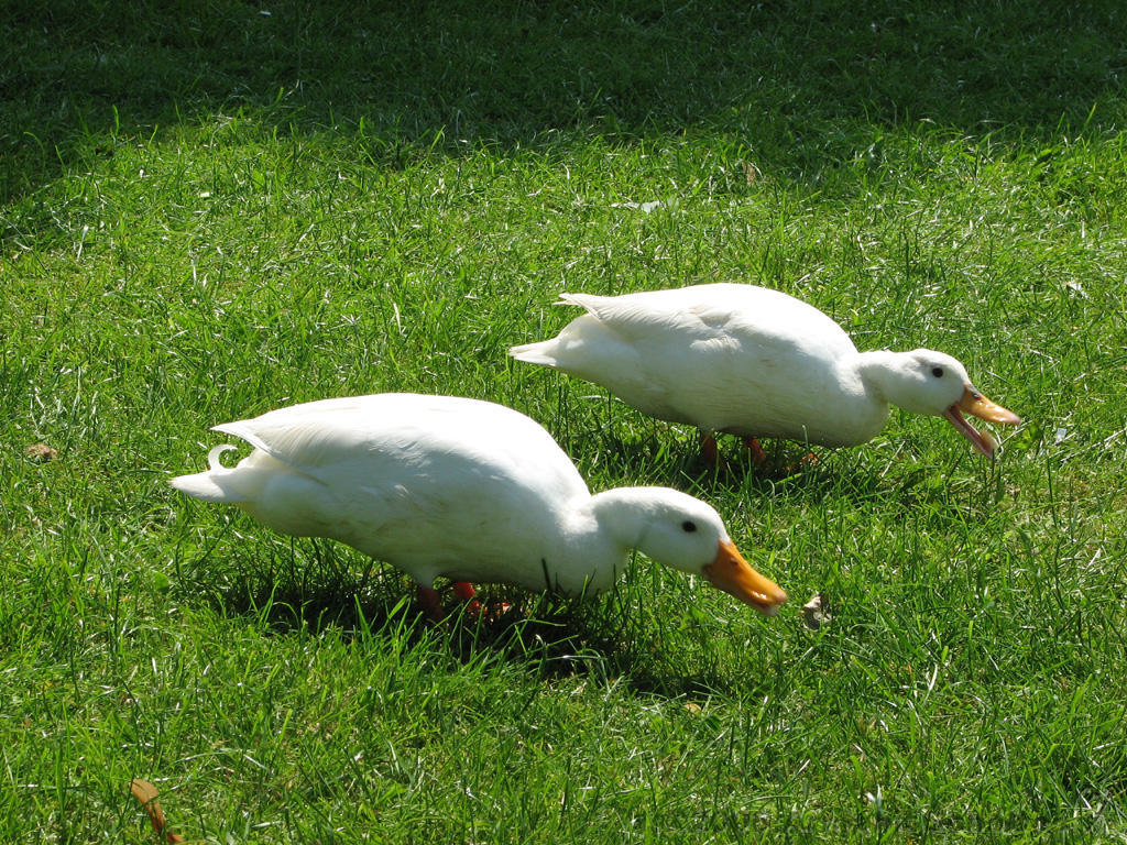 Brunchen_aan_de_IJssel_04.jpg