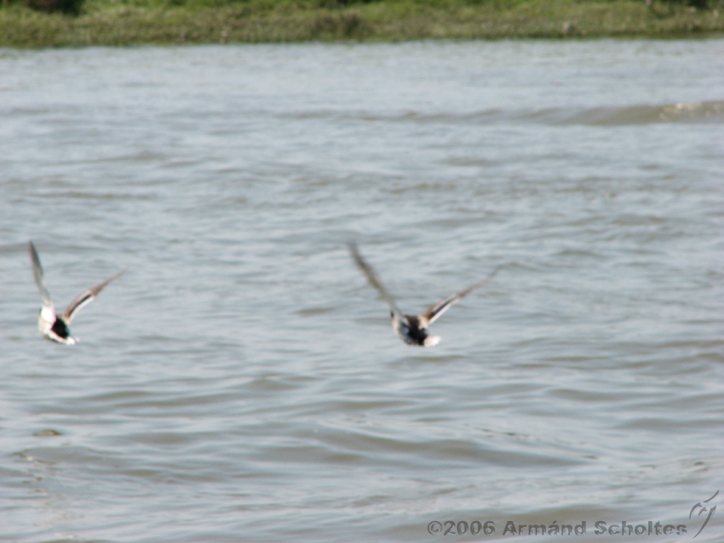 Brunchen_aan_de_IJssel_09.jpg