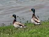 Brunchen_aan_de_IJssel_08